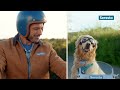 Seresto Hond