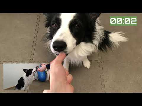 Limity sebeovládání psa