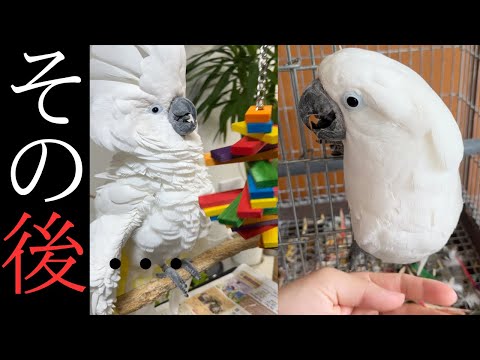 オウムに最適なおもちゃ