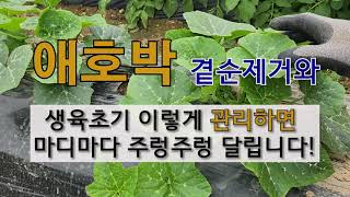 애호박 곁순 제거와 생육 초기 이렇게 관리하면 마디마다 주렁주렁 달립니다. #애호박 가꾸기 #마디 호박 곁순…