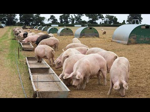 Mchanganyo Nafuu wa Chakula Bora cha/ Nguruwe Makundi yote, Kilo 1 Utatumia Tsh 800 hadi 1000 Tu !!