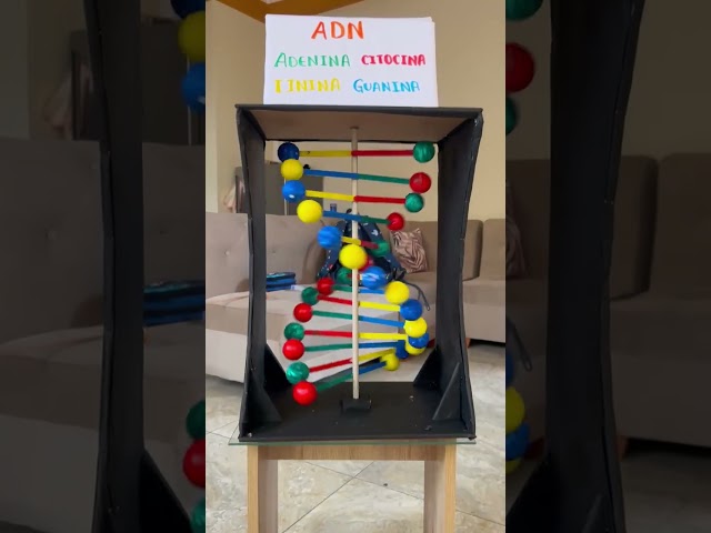 Vídeo relacionado con Kit de Doble Hélice de Molécula de ADN de Plástico para Enseñanza