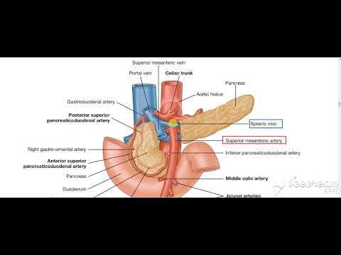Pancreas body relations 5