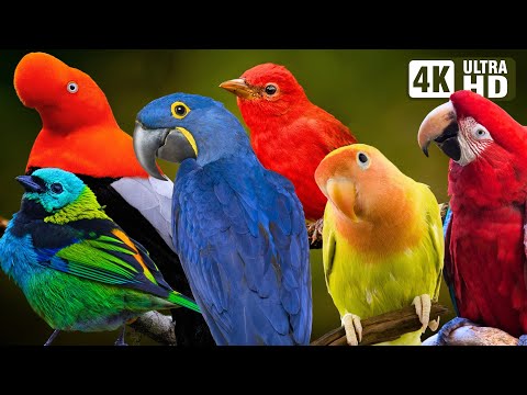 BIRDS OF THE AMAZON RAINFOREST | COLOURFUL BIRDS | RELAXING SOUNDS | STUNNING NATURE | STRESS RELIEF