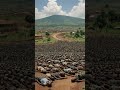 Genosida Rwanda 1994 Tragedi Pembantaian 800 000 Nyawa Dalam 100 Hari