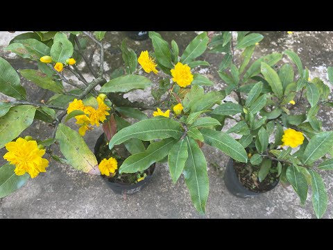 Mai MINI 0934229986, SBCT, SBSG, BẠCH MAI, XOẮN, VẠN PHÚC…