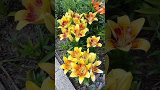 #shorts #asiatic lilies