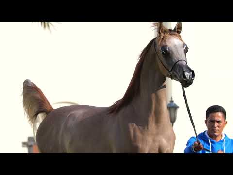 YULIB AL SHAHANIA (Lr Solo Mio x Elzunya Meia Lua)⁣⁣ - KIAHF Auction 2024