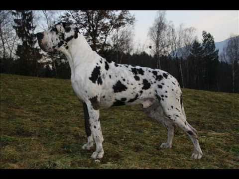 Ch Bonaparte Žihany Andel