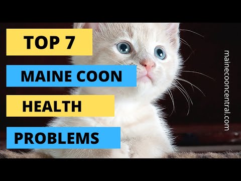 Top 7 Maine Coon Health Problems