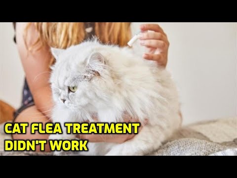 Why Is My Cat's Flea Treatment Not Working?