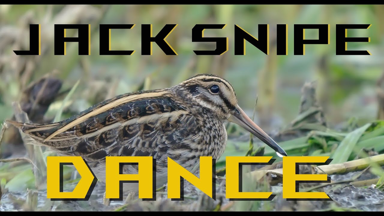 JACK SNIPE birds dancing
