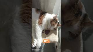 Chat tricolore - bonheur dans la maison.4K