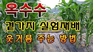 [텃밭농부. 1,108]  옥수수 곁가지 실험재배. 웃거름 주는 방법 #옥수수재배