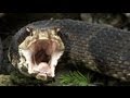 Cottonmouth vs Rattlesnake 01 - Cottonmouth eats ...