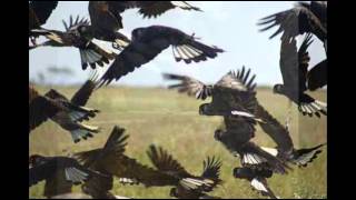 Chocolate Starfish - &quot;Mountain&quot;