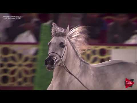 N.40 TOYA AL ROWDHA - 2019 Qatar Int. Peninsula show - Fillies 2 years old (Class 2B)
