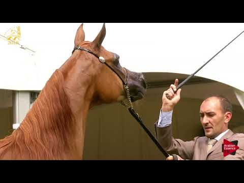 N.178 EPICA KA - Bruges 2018 Int B - 4-6 Years Old Mares (Class 112)