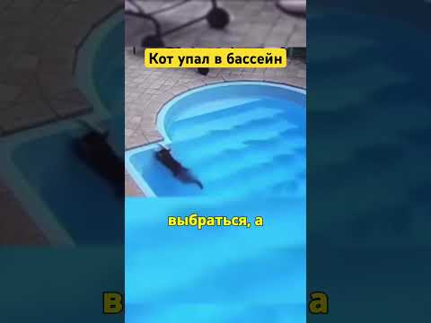 Кот случайно упал в бассейн... Но то, что произошло дальше, удивило всех! #животные #кот #shorts