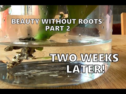 #2 Phalaenopsis without roots, trying a different method