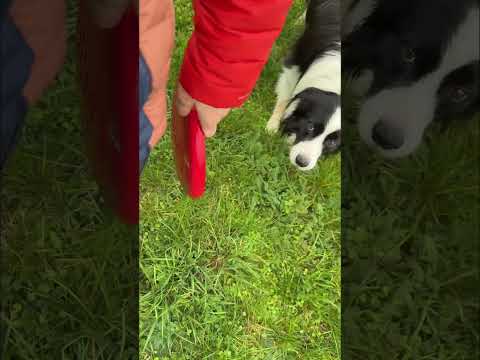 I don’t see him #bordercollie #dog