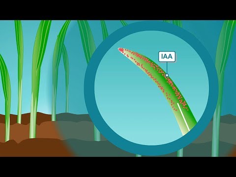 Plant hormones: How IAA, the most common form of auxin, works
