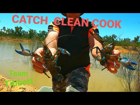 Beautiful Freshwater  BLUECLAW YABBIE ( catch clean cook crawfish , yabby )