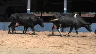 Vídeo 67 - 1ª ETAPA MEGA LIQUIDAÇÃO TOTAL AGROPECUÁRIA MARAJOARA - DIA 4 | GADO GIROLANDO E HOLANDÊS