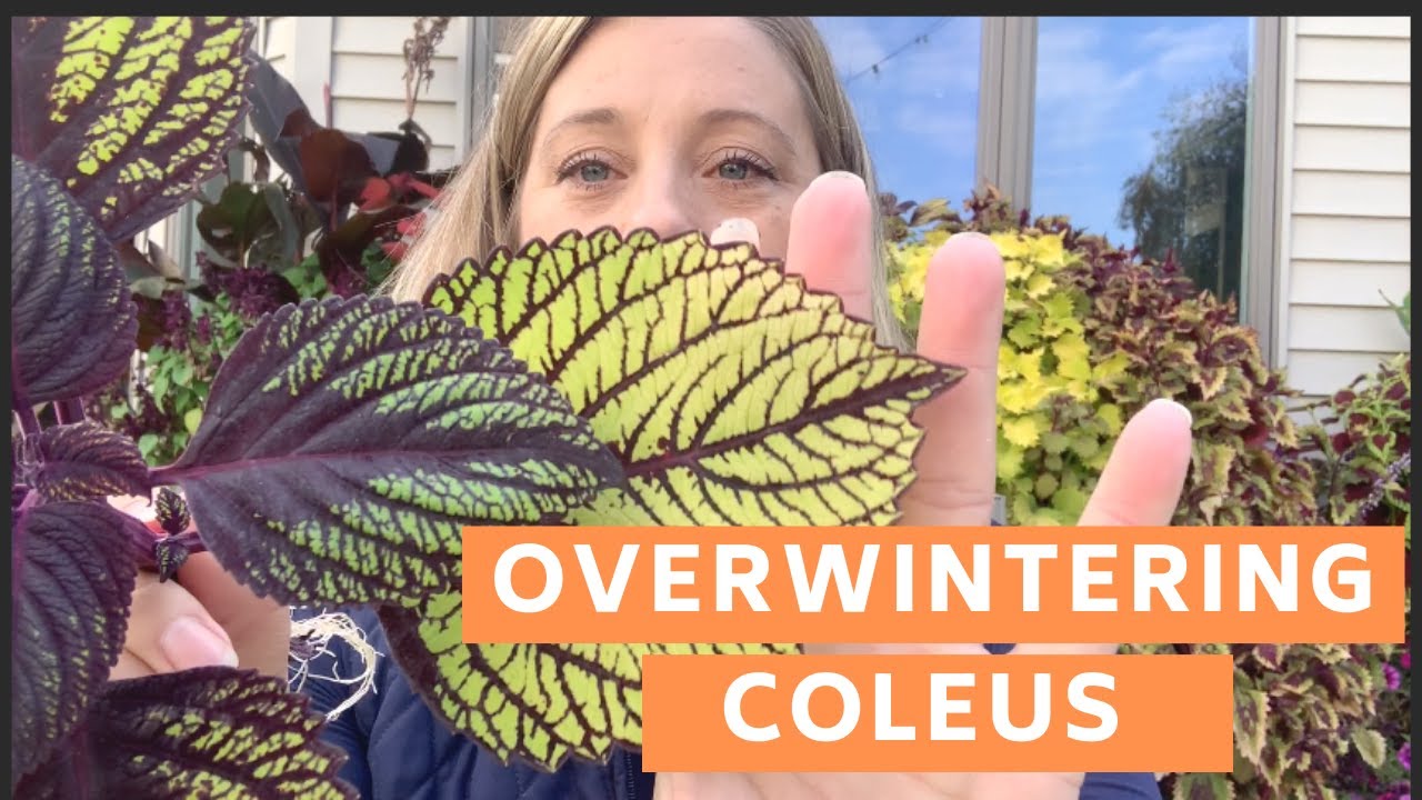 Taking Coleus Cuttings to Overwinter Inside (zone 5b)