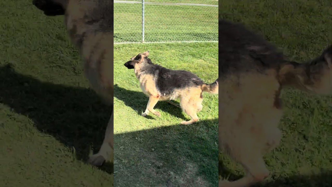 Enlarge MICHELL, a Adoptable German Shepherd Dog in Delano, CA video 4/5
