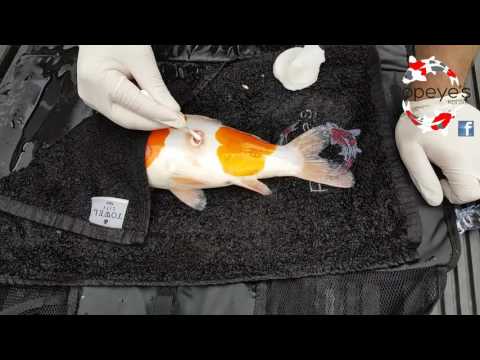 download lagu mp3 mp4 Koi Ulcers, download lagu Koi Ulcers gratis, unduh video klip Koi Ulcers