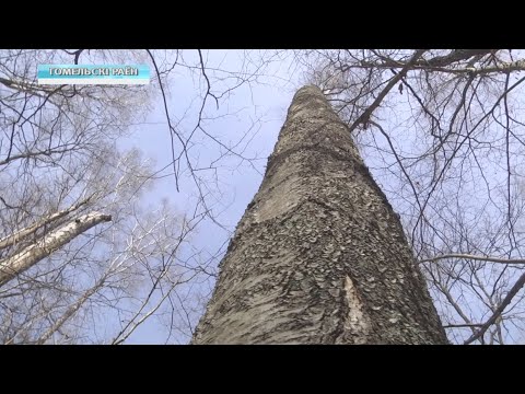 Березовый сок предлагают в лесхозах Гомельской области видео