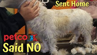 Petco Said NO - My Favorite Groomer Said YES // I Groom Mean Dogs PT1