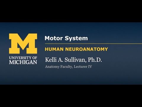 Nervous System: Motor Systems Introduction