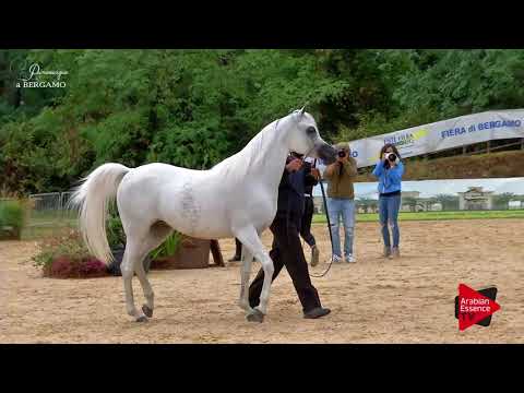 N.57 NOFT AL NAYFAT - Bergamo 2017 - 4-7 Years Old Mares (Class 7)