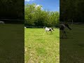 Poney D Curly hongre 