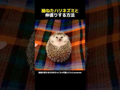 拗ねたハリネズミと仲直りする方法