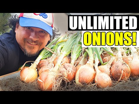 Harvesting Onions The Complete Guide