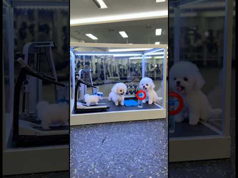 Transformei meus doguinhos em marombeiros na academia pet! 🐶💪