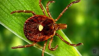 Mayo Clinic Minute: A tick to blame for the alpha-gal meat allergy