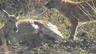 preview picture of video 'Wild Dogs eating the deer alive at Kanha Kisli National Park in Madhya Pradesh,'