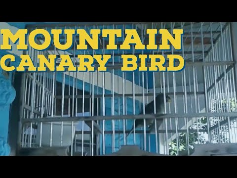 Guyana Birds | Mountain Canary