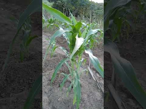 pequena plantação de milho 🌽 sitio riacho da crus Mutuipe