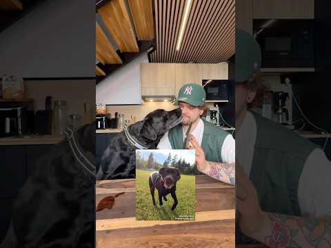 Etsitään mun koiralle mies PART2🐶