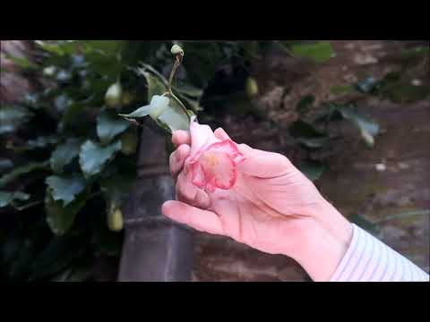 Lapageria -  growing and propagating guide