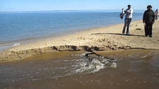 preview picture of video 'Fossil Beach creek breaches sand berm and strands several fossil hunters 10-25-14'