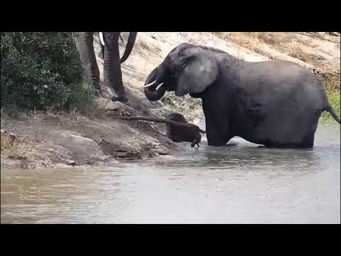 Djuma: Elephant calf slides into water-watch how others help it - 13:20 - 04/20/21
