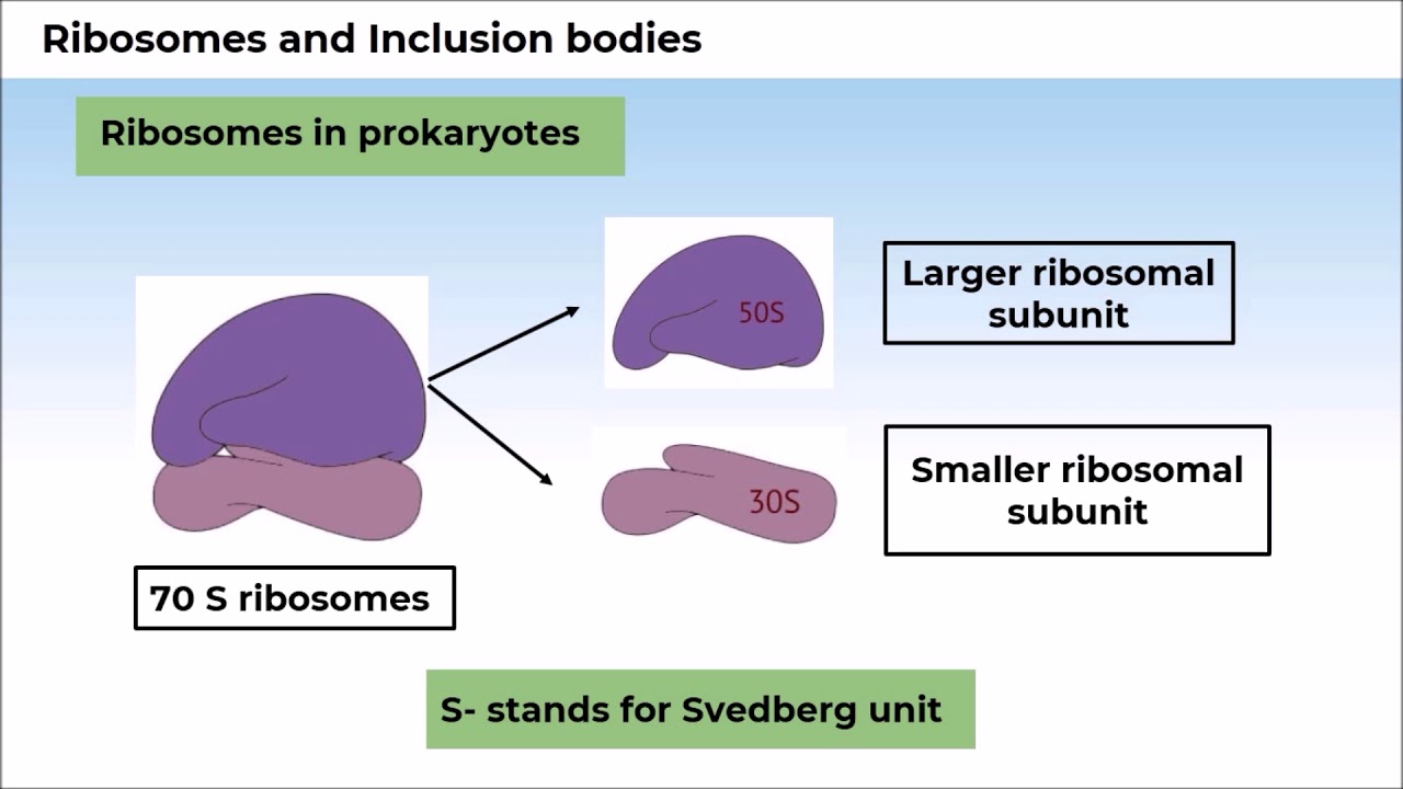 7. 11B08.2 CV3 Ribosomes and Inclusion Bodies