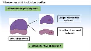7. 11B08.2 CV3 Ribosomes and Inclusion Bodies