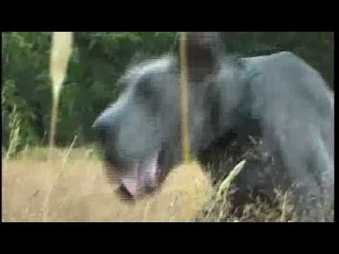 TV Program for Chinese Television